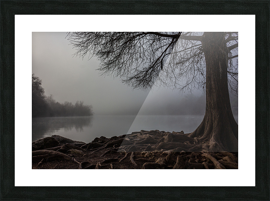 Foggy Morning at Red Bud Isle in Austin  Texas Picture Frame print