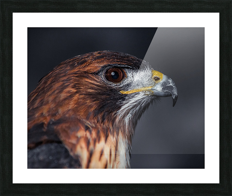 Close Up of a Red tailed Hawk s head Picture Frame print