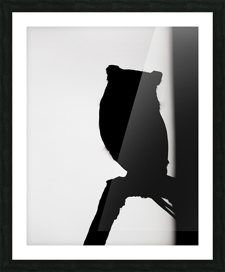 Black and White Screech Owl Silhouette  Picture Frame print