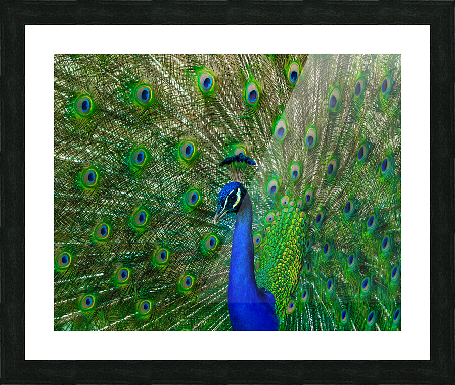 Mayfield Park Peacock Picture Frame print