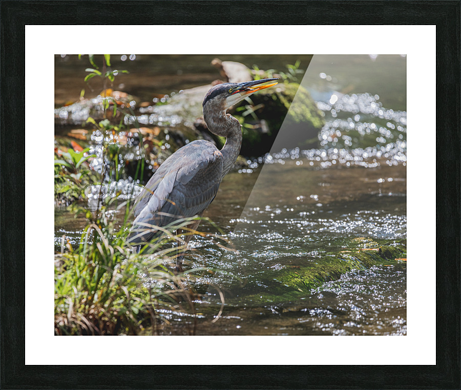 Great Blue Heron Fishing Picture Frame print