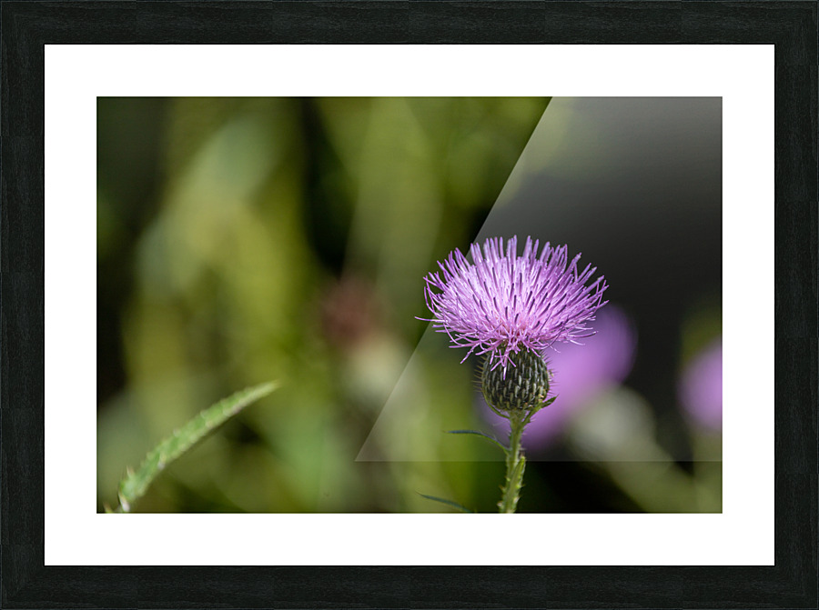 Purple Fluffy Spear Thistle Flower Picture Frame print