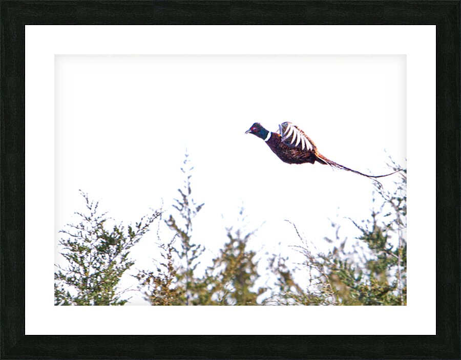 Pheasant 3 Picture Frame print