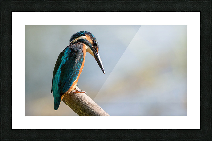 01D5FC34 4178 44F6 8EB1 A4CCE2C8547B Picture Frame print