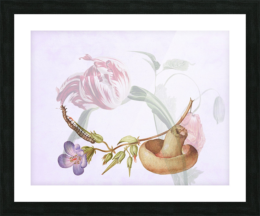 Fantastic Fungi Picture Frame print