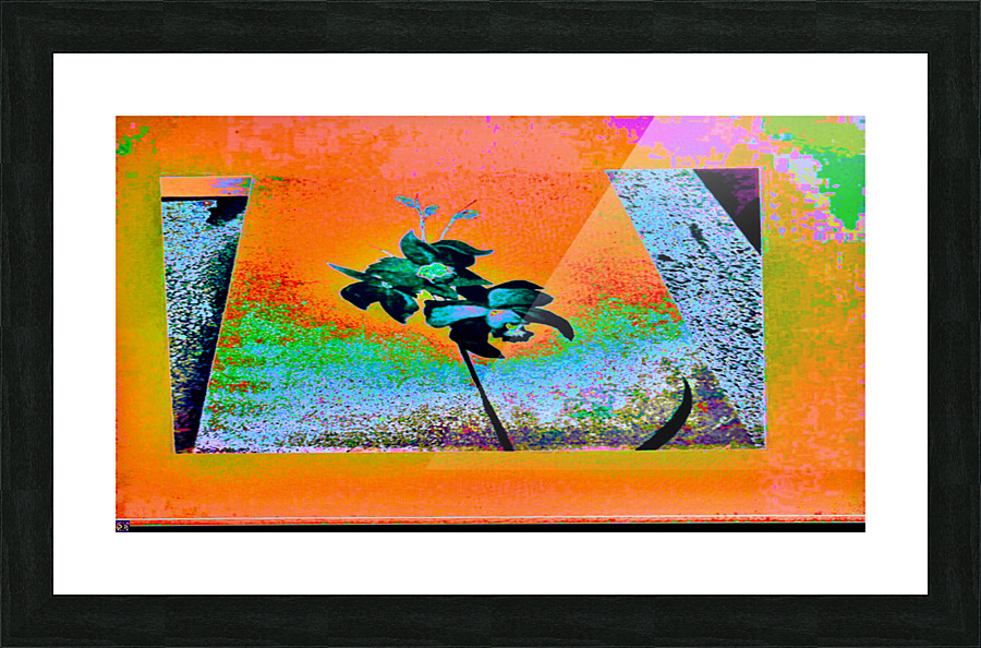 ORANGE ORCHID   Framed Print Print