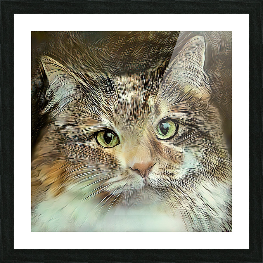 Emily An American Longhair Cat Picture Frame print