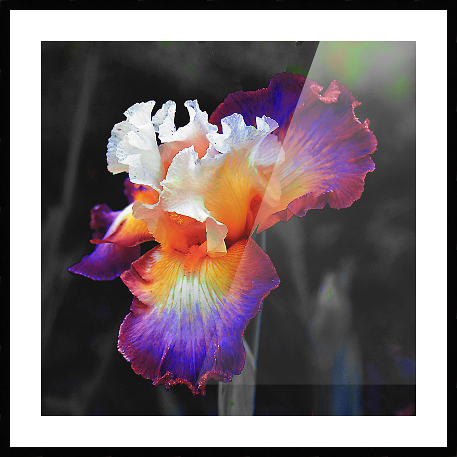  Fine Art print
