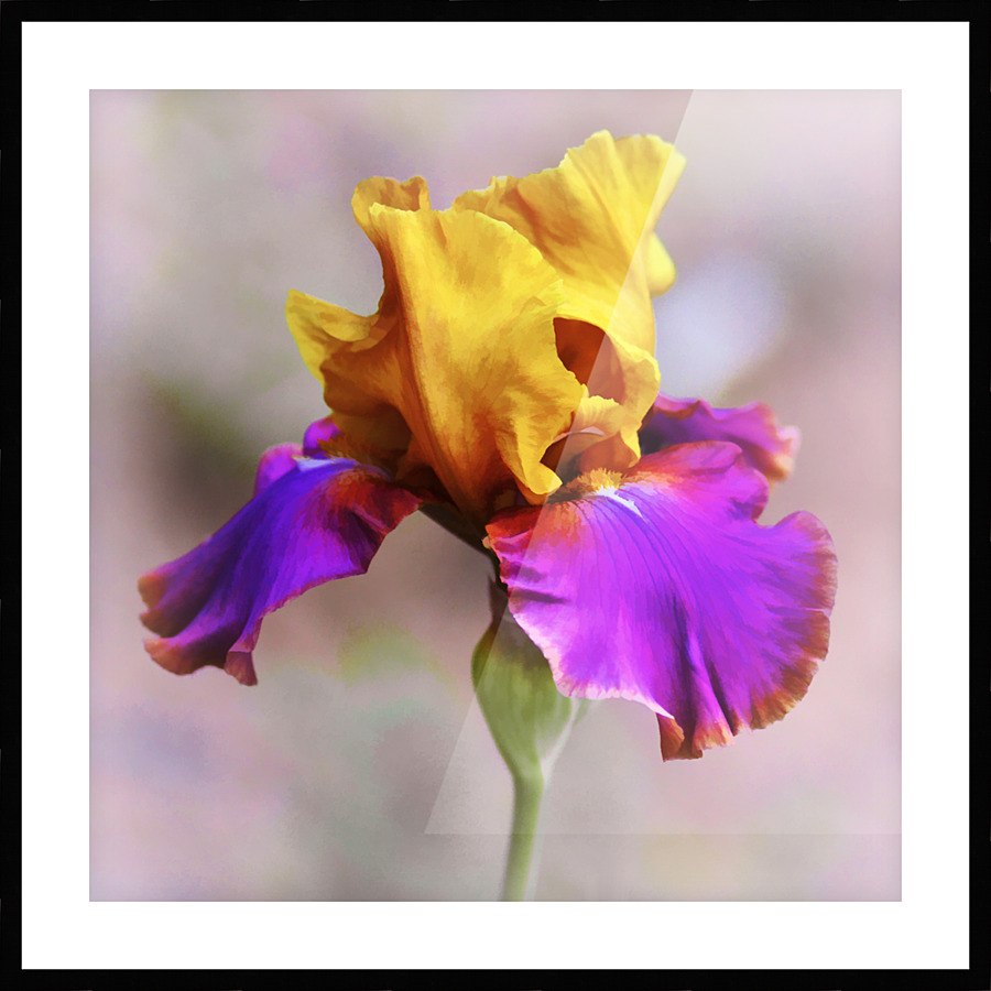  Fine Art print