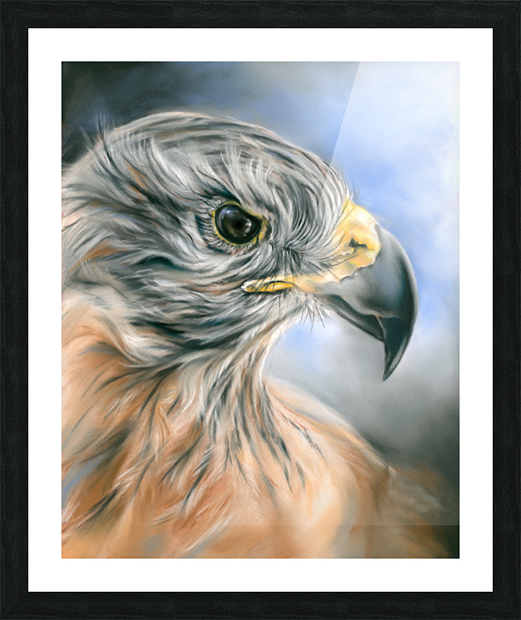 Red Tailed Hawk Picture Frame print