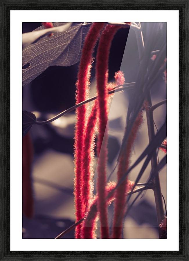 IMG_2021 Picture Frame print