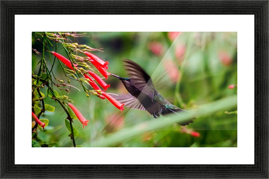 Hummingbird Picture Frame print