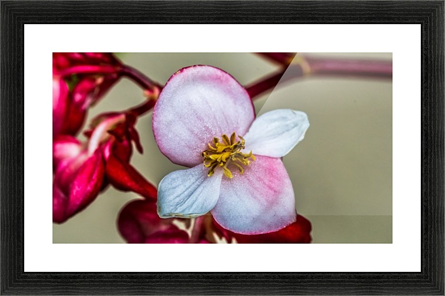 Red Flower Picture Frame print