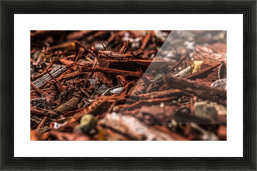 IMG_4228 Picture Frame print