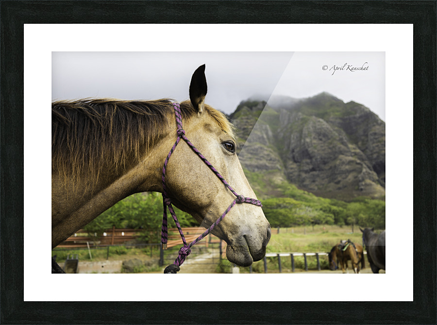 Hawaii Horse Picture Frame print