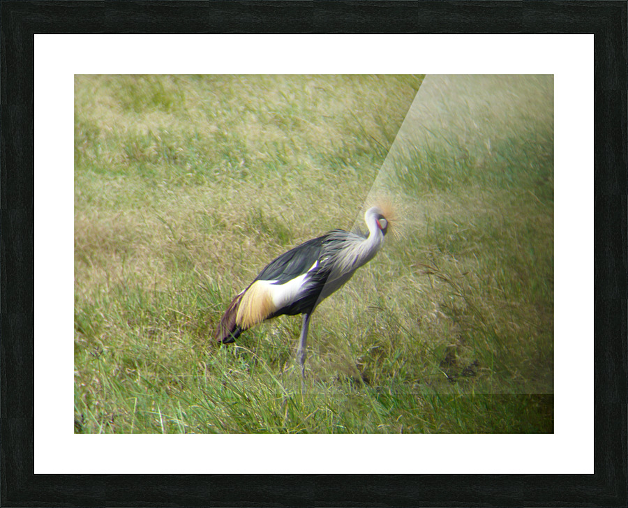 JPTCM 3 Picture Frame print