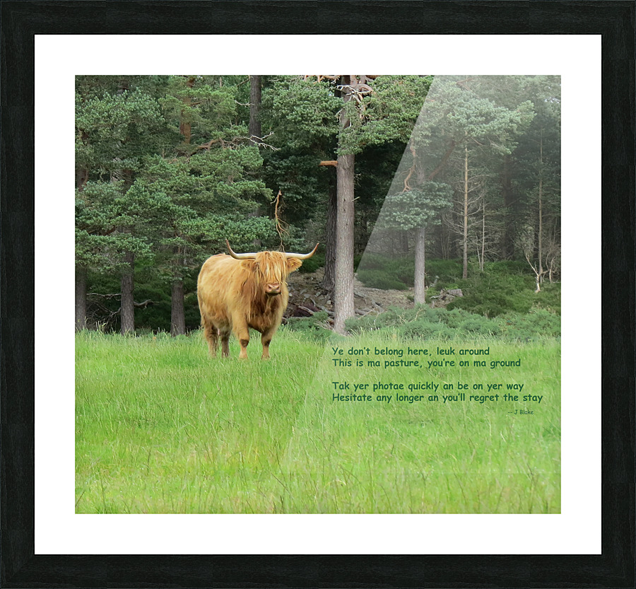 Scottish Bull - landscape Picture Frame print