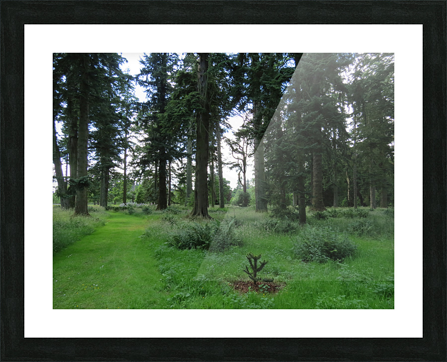 Glamis Castle Grounds Picture Frame print