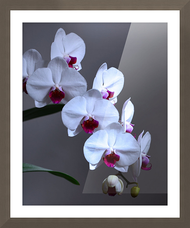 White Orchids Picture Frame print