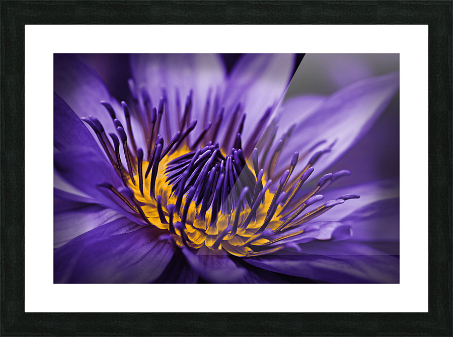 purple lily Picture Frame print