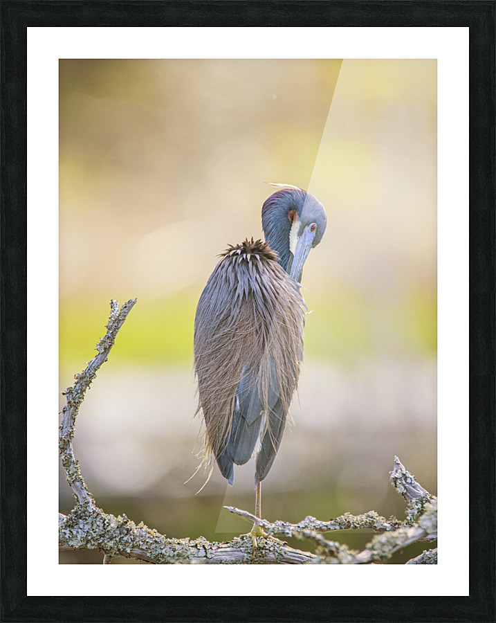 Tricolored Heron - T. Rossevelt Nature Trail Picture Frame print