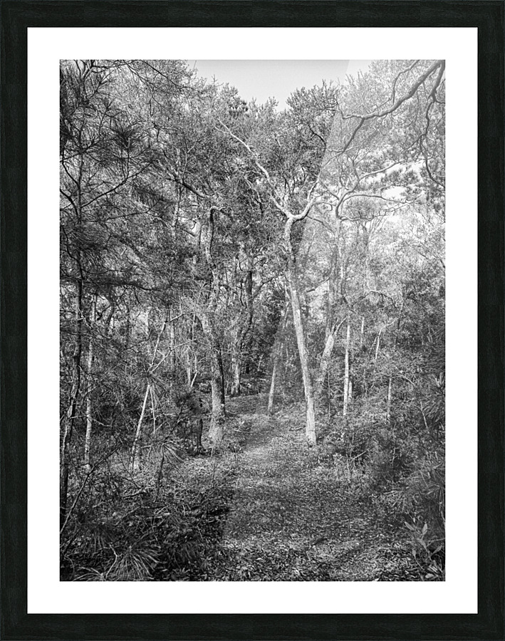 Maritime Forest Nature Trail Pine Knoll Shores NC Picture Frame print