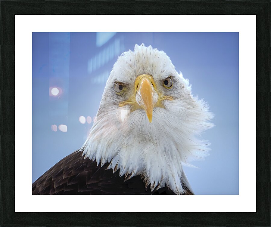 Homer AK Eagle Picture Frame print