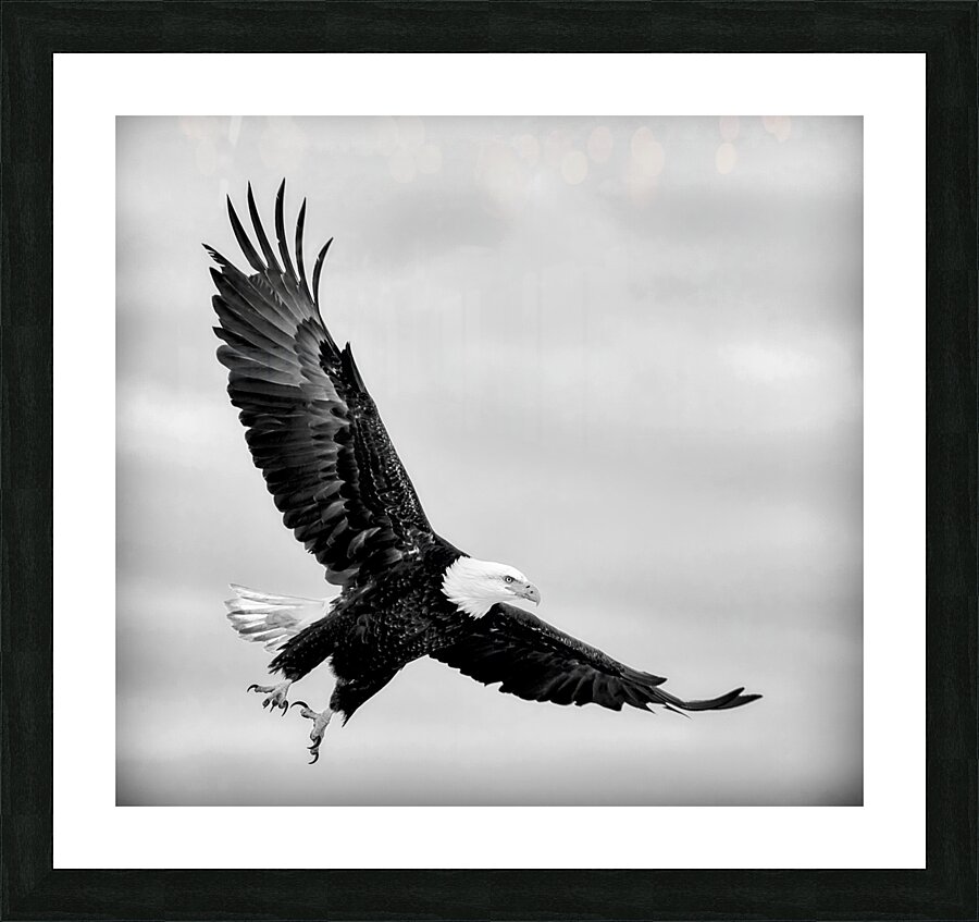 Soaring  Framed Print Print