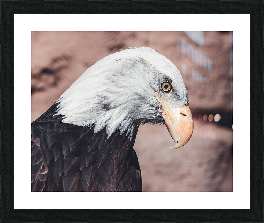 Bald Eagle Picture Frame print