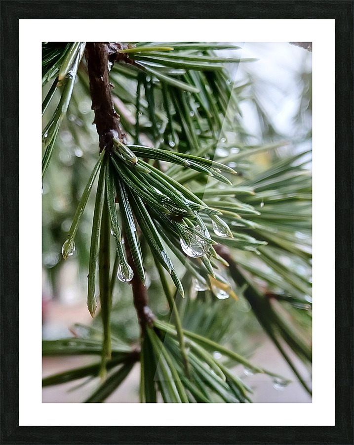 Pines Picture Frame print