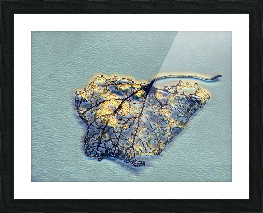 Winter Of Life Picture Frame print