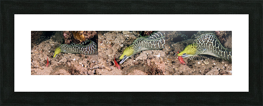 Undulated Moray Eel  Picture Frame Printing