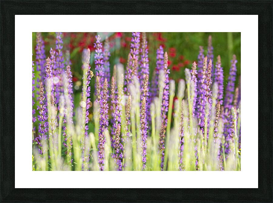 Lavender Picture Frame print