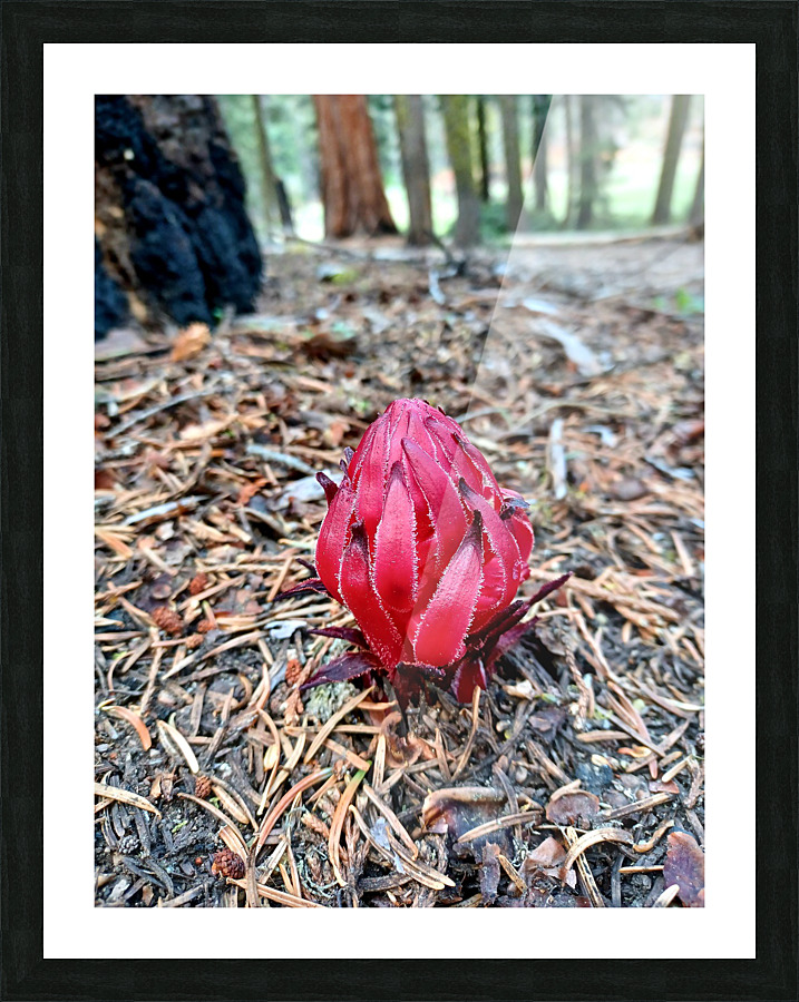 Sequoia Fungi  Picture Frame print