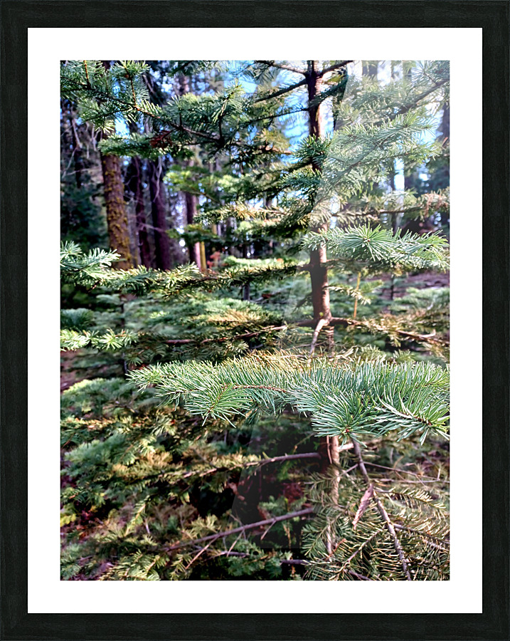 Inside a baby giant tree Picture Frame print