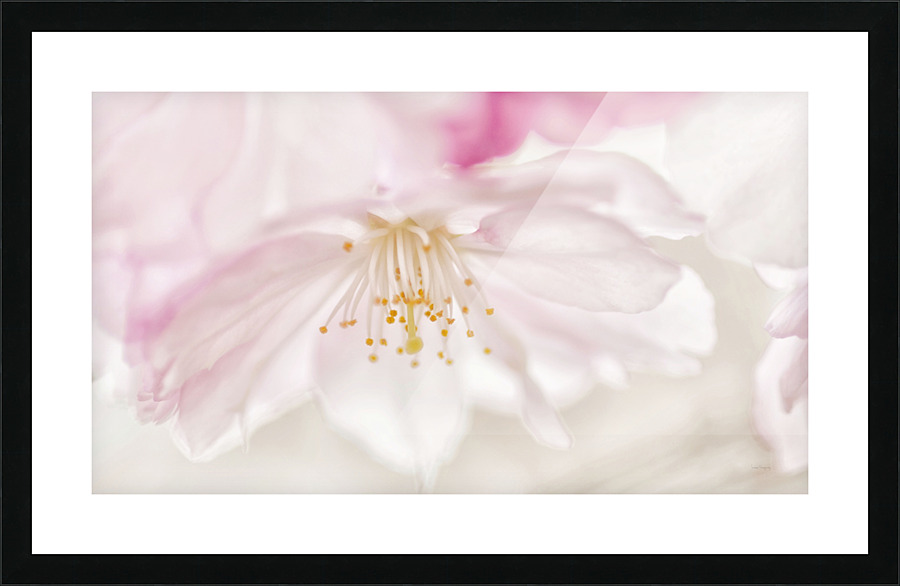 Fleur de cerisier  |  Cherry Blossom  Impression encadrée