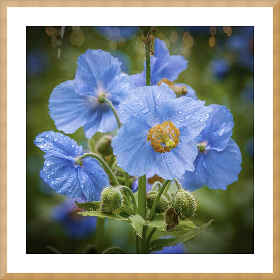 Pavots bleus  - Blue Poppies 5896 Picture Frame print