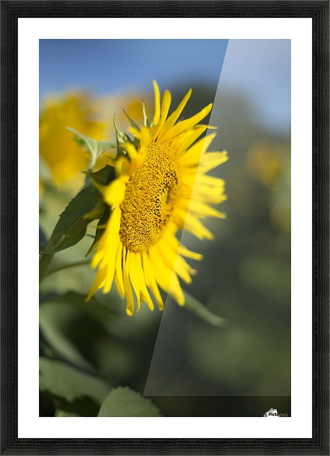 Sunflower Picture Frame print