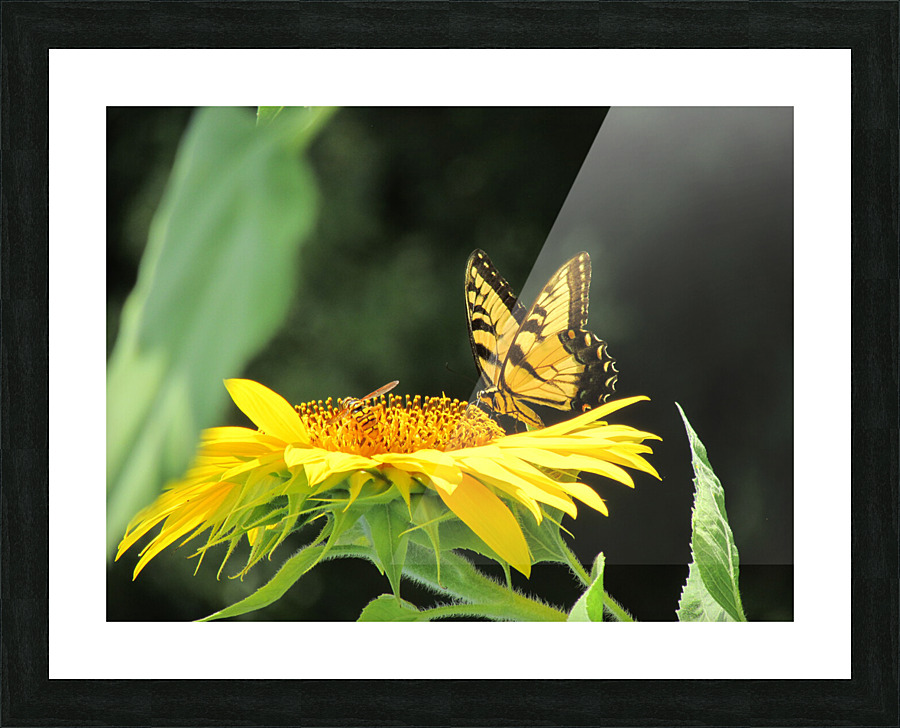 Sunflower Butterfly Picture Frame print