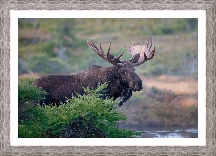 Bull Moose Gaze Picture Frame print