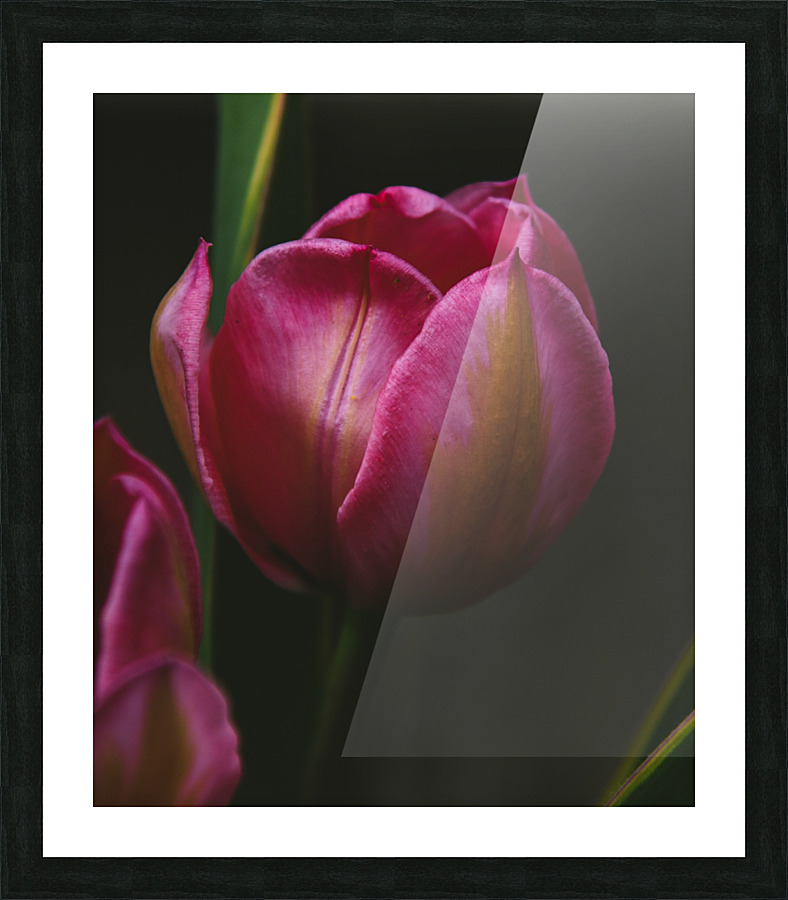 465D0B73 E859 4EFB A8C1 F135AA14F216 Picture Frame print