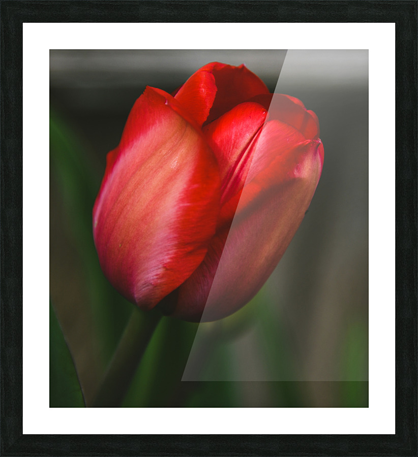 CC307FB5 2ECC 4696 800F 0155651ECD22 Picture Frame print