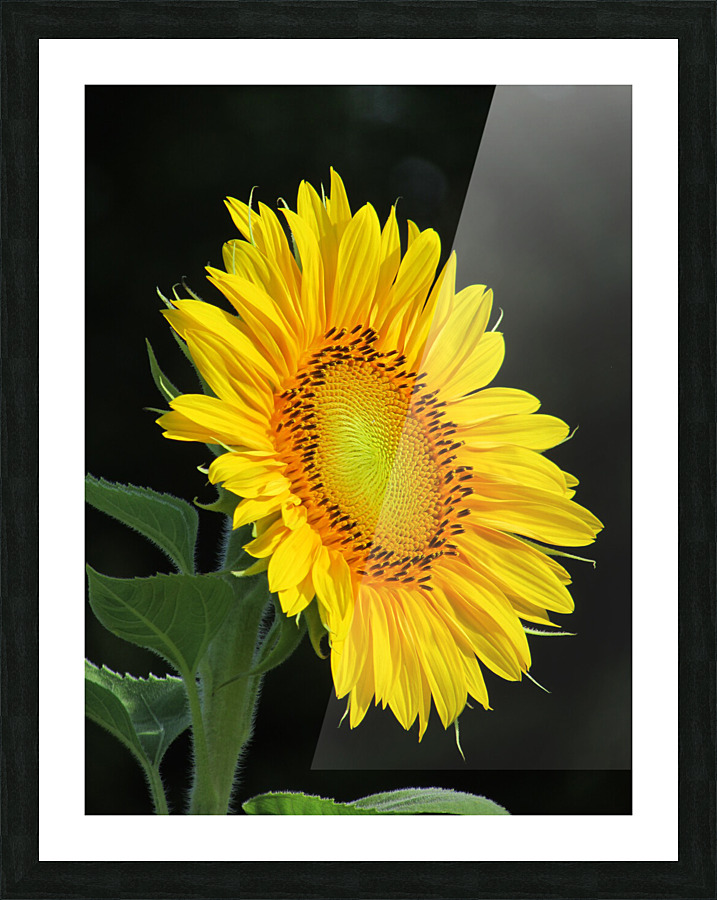 Sunflower Picture Frame print