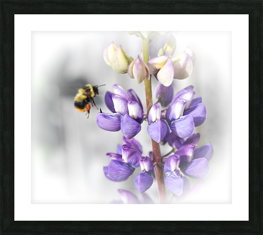 3080094D D185 4223 8EE0 02AA8A0665A2 Picture Frame print