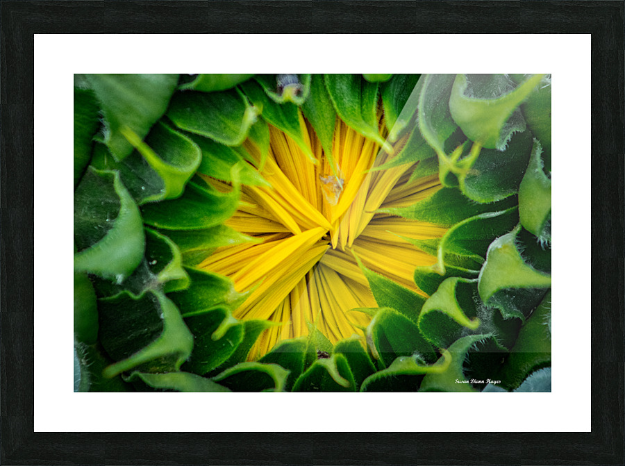 Awaiting The Moment Picture Frame print
