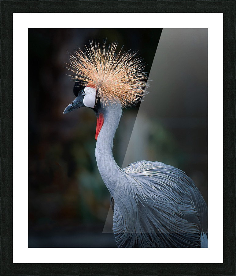 AfricanCrowned  Crane Picture Frame print