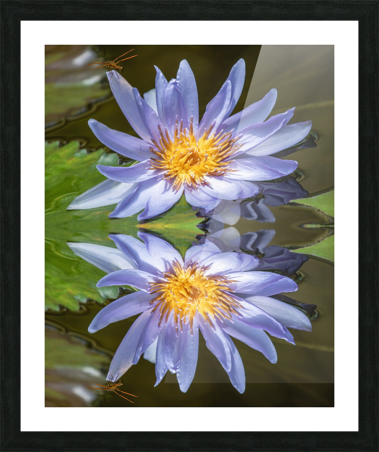 Water Lilies Picture Frame print