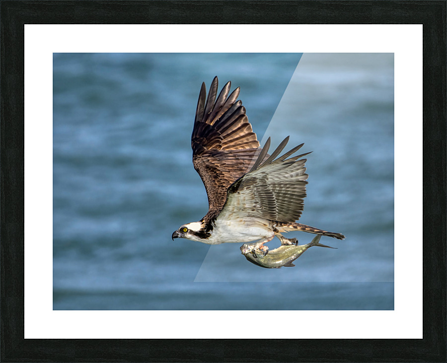 Osprey & Pompano Picture Frame print