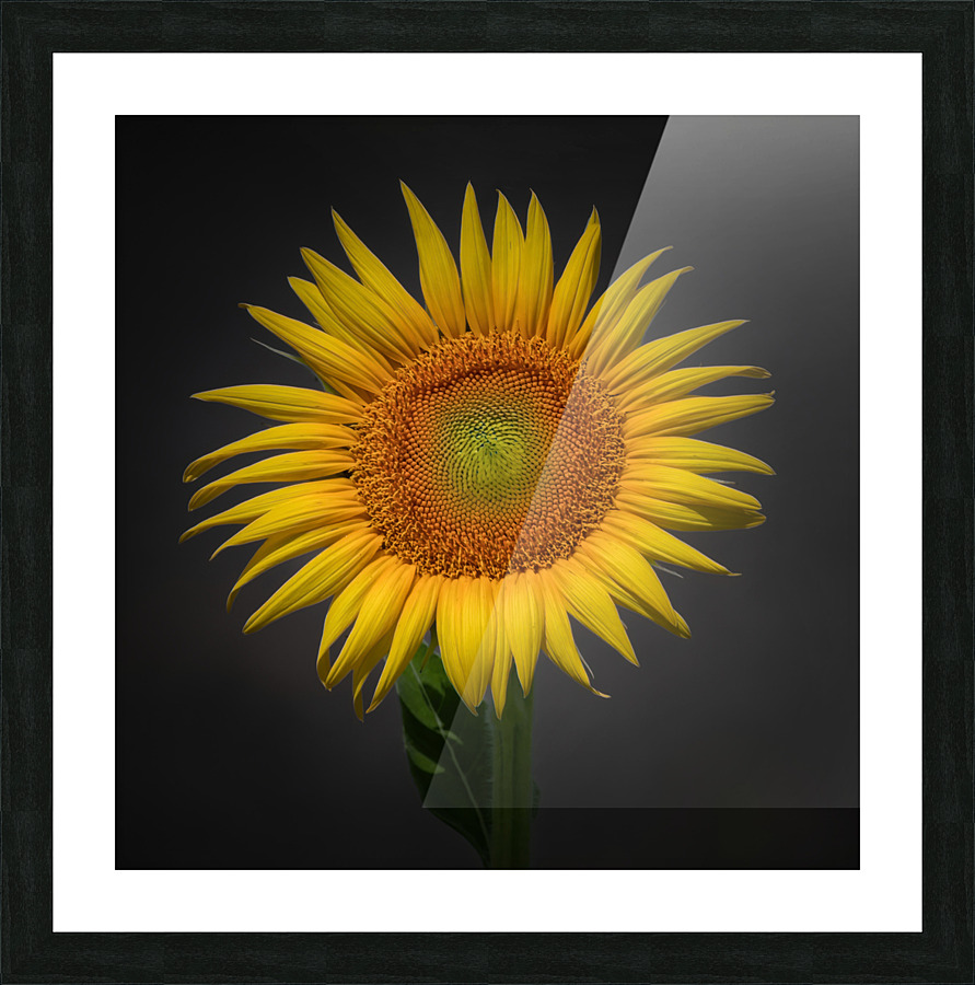   Sunflower  Picture Frame print