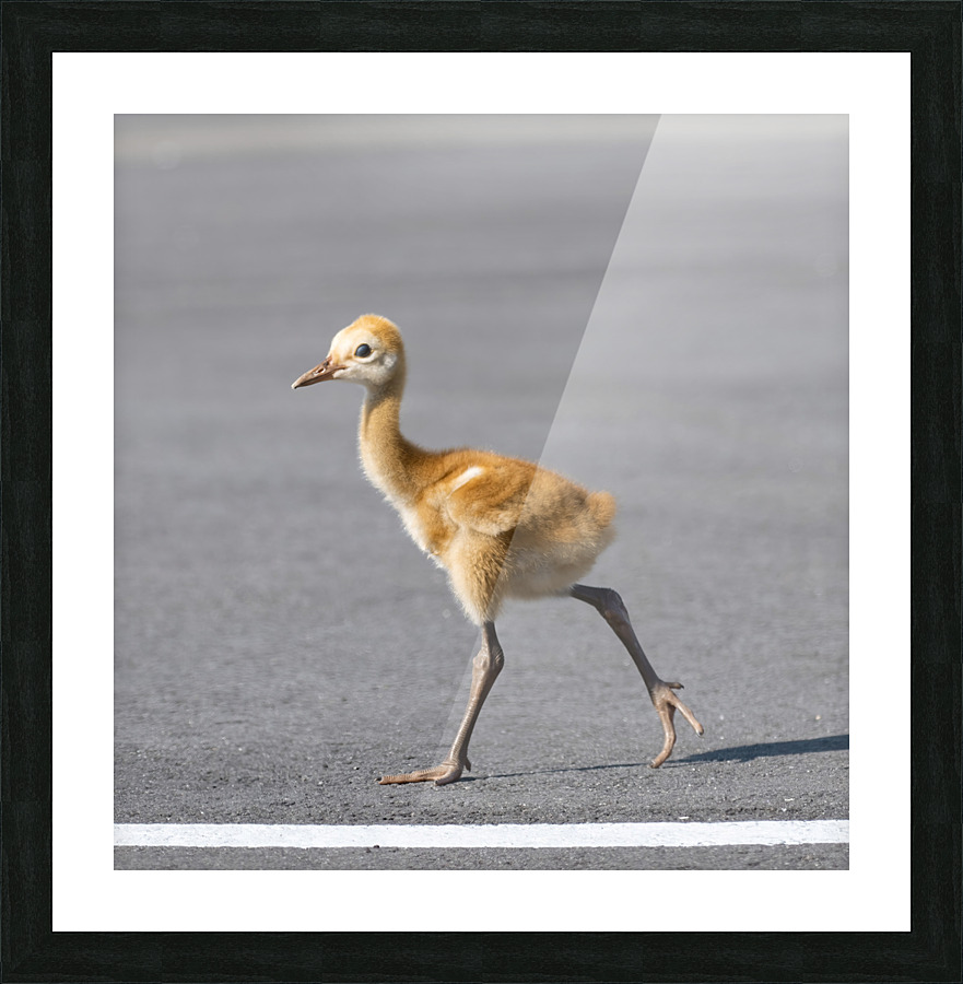 Baby Sandhill Crane Colts Picture Frame print
